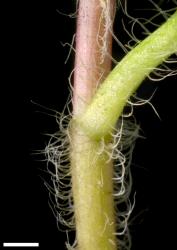 Veronica chamaedrys. Portion of stem. Scale = 1 mm.
 Image: P.J. Garnock-Jones © P.J. Garnock-Jones CC-BY-NC 3.0 NZ